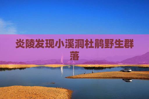 炎陵发现小溪洞杜鹃野生群落