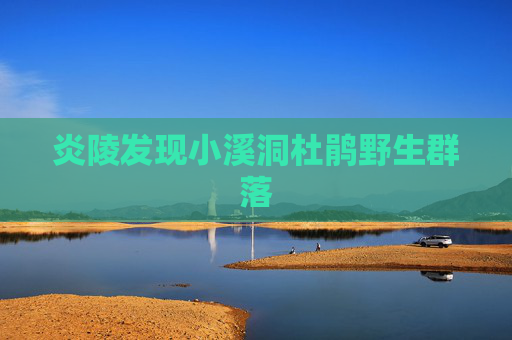 炎陵发现小溪洞杜鹃野生群落