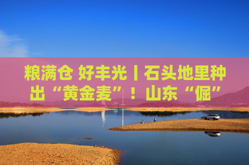 粮满仓 好丰光丨石头地里种出“黄金麦”！山东“倔”汉子6年逆袭2000亩