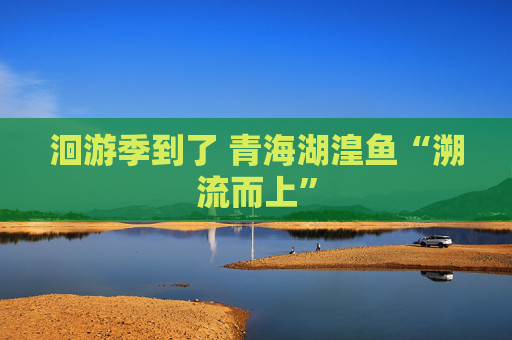 洄游季到了 青海湖湟鱼“溯流而上”
