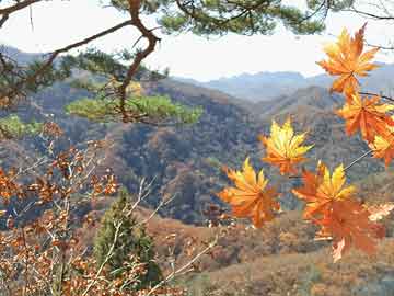 芝麻开门交易所怎么打开？全面解析注册、登录与使用指南